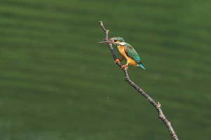 20150726_01-2